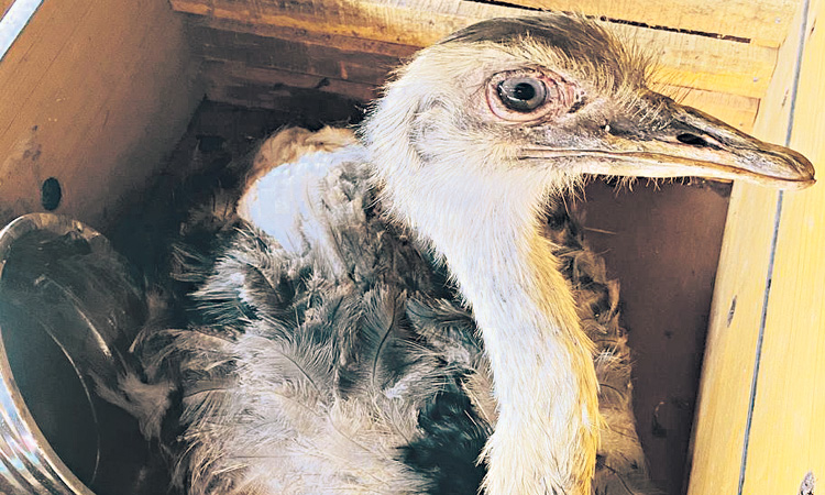 జూకు రియా పక్షులు..