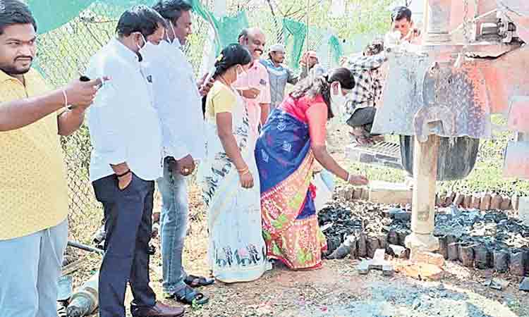 వేసవిలో మొక్కల సంరక్షణకు చర్యలు