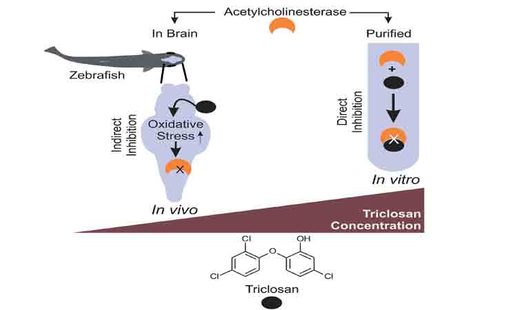 హ్యాండ్‌వాష్‌తోనూ ప్రమాదమే