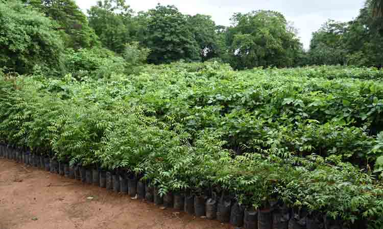 మే నెలలో హరితనిధికి జమ