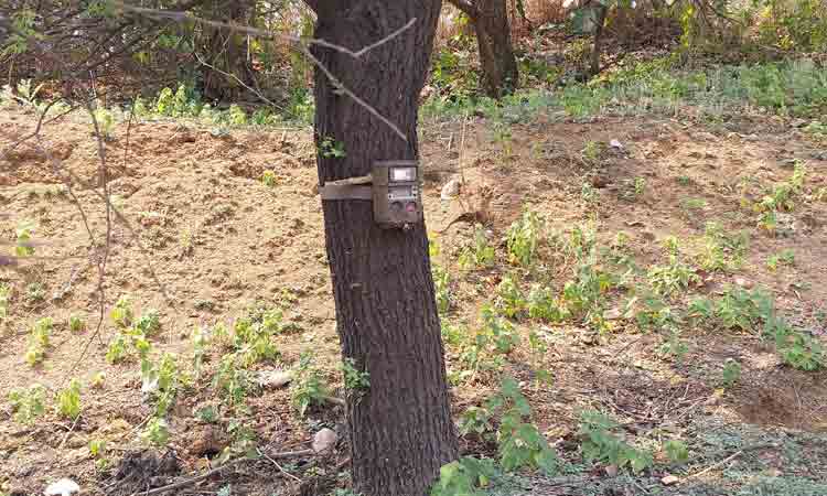 జాడ కానరాక.. బోనులో చిక్కక