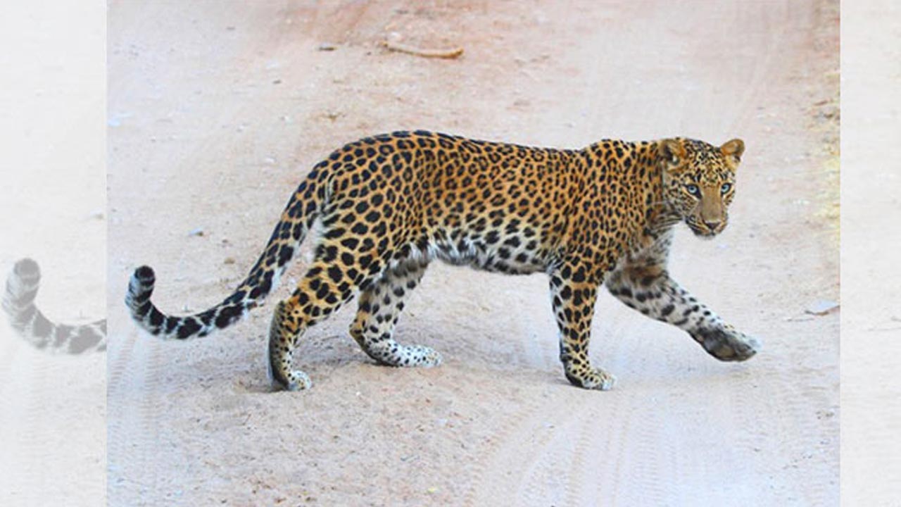 యాచారంలో చిరుతపులి కలకలం..