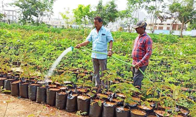 ప్రతిమొక్కనూ సంరక్షించాలి