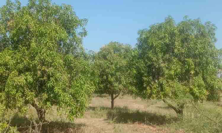 నేల రాలుతున్న పూత, పిందెలు