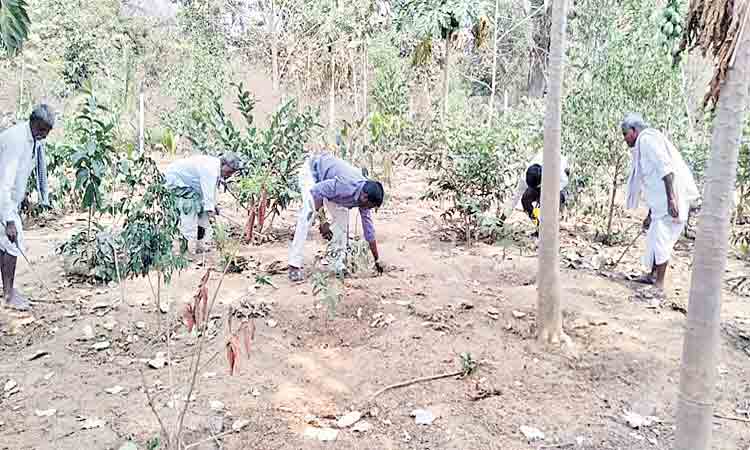 ఆహ్లాదాన్నిస్తున్న ప్రకృతి వనాలు