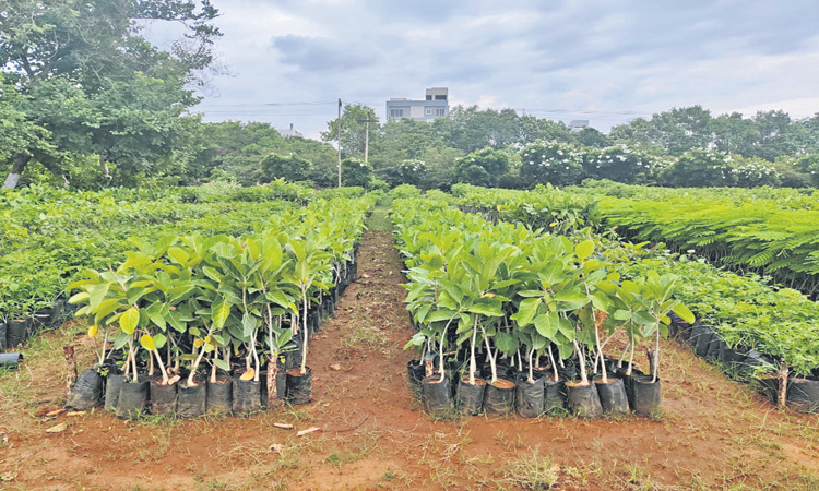 34 నర్సరీలు.. 1.50 కోట్ల మొక్కలు