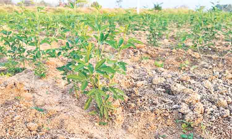 ఆరుతడి సిరులజడి