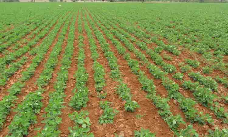 ప్రకృతి సాగులో రా రాజు