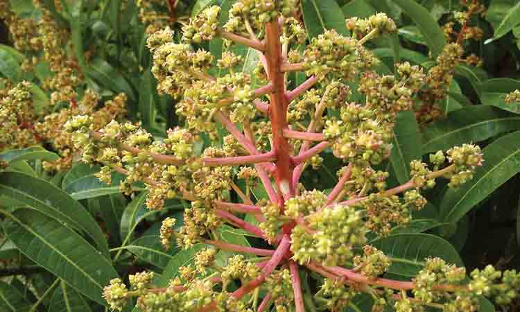 పూత, పిందె పైలం!