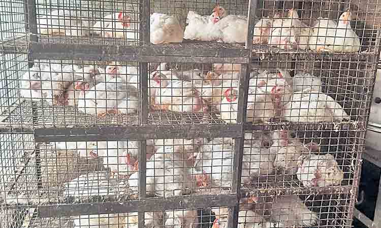 నెల రోజుల్లో రెట్టింపు అయిన చికెన్ ధ‌ర‌.. మ‌రింత పెరుగుతాయా?