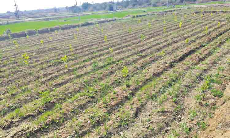 ప్రత్యామ్నాయ పంటలతో..