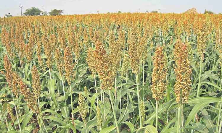 నకిలీగాళ్లు!