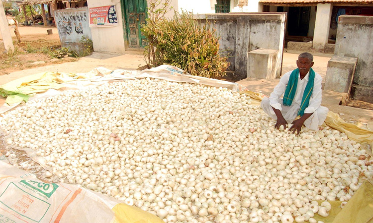 ఉల్లిగడ్డలు @ దోన్‌పాల్‌!