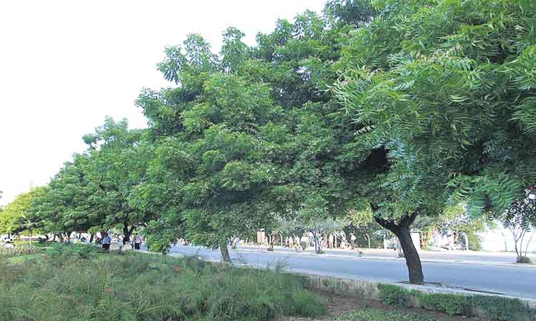 కోలుకొన్న వేప చెట్లు