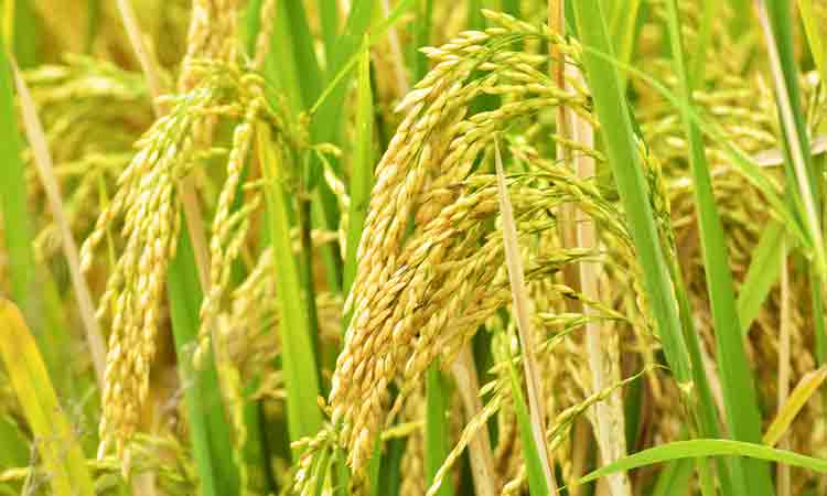 నాడు బతిమిలాడి.. నేడు బద్నాం చేసి..