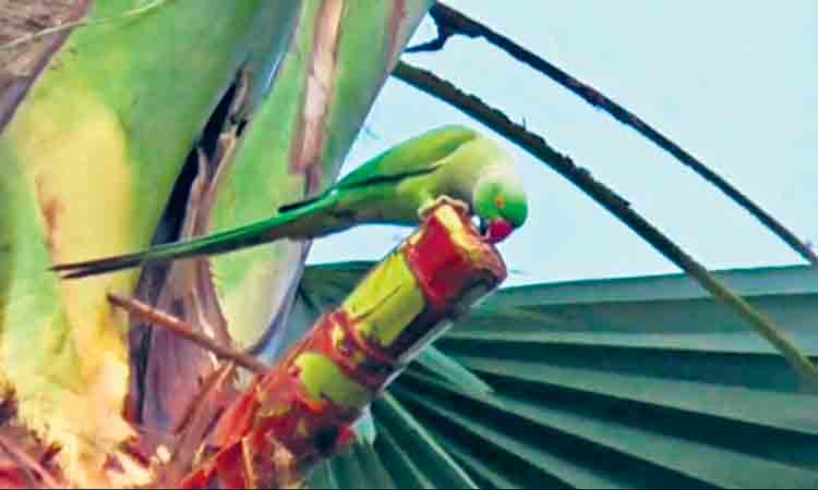 Parrot Kallu | చిలుక కొట్టిన క‌ల్లు కోసం ఎగ‌బ‌డుతున్న జ‌నం.. అంత టేస్టీగా ఉంటుందా?