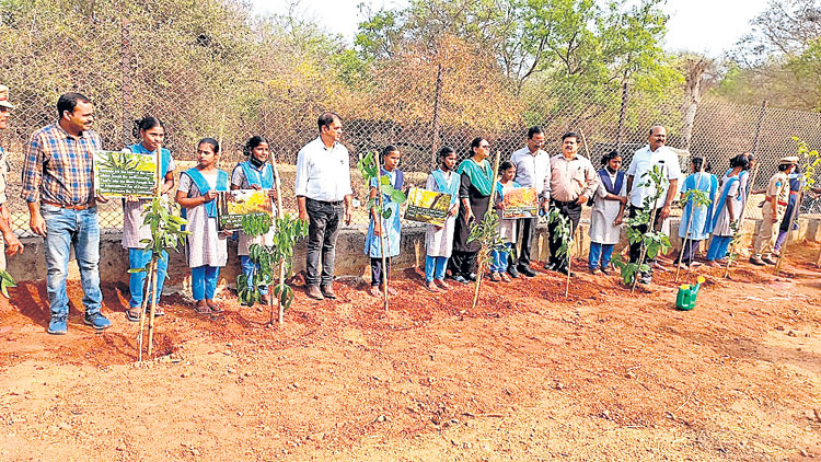 మొక్కలు పెంచు.. చిక్కులు తీర్చు..