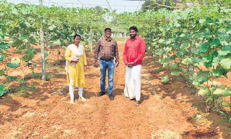 పందిరి సాగు.. లాభాలు బాగు