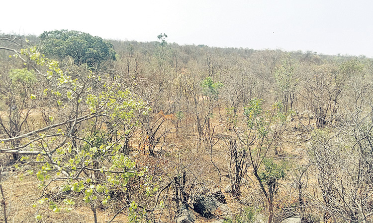 అడవులకు పూర్వవైభవం