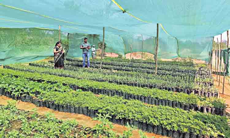 చలువ పందిరి.. మొక్కలకు ఊపిరి