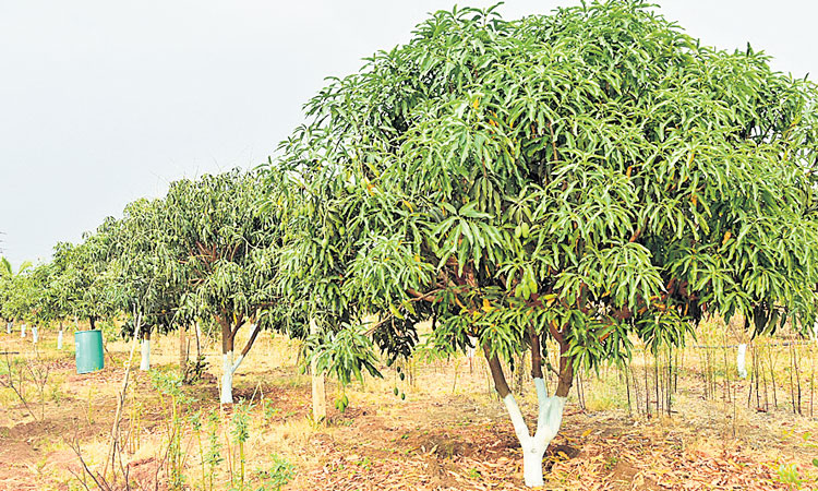 విదేశాలకు మన మామిడి