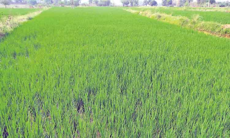 కేంద్రం నిర్ణయం రైతులకు శాపం