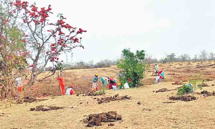 టార్గెట్‌ @4.41 లక్షల మొక్కలు