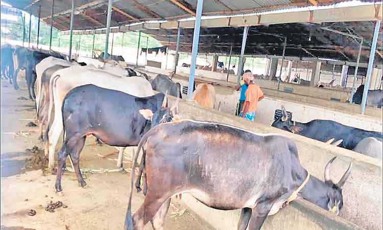 ఎండలో పశువులు జర భద్రం