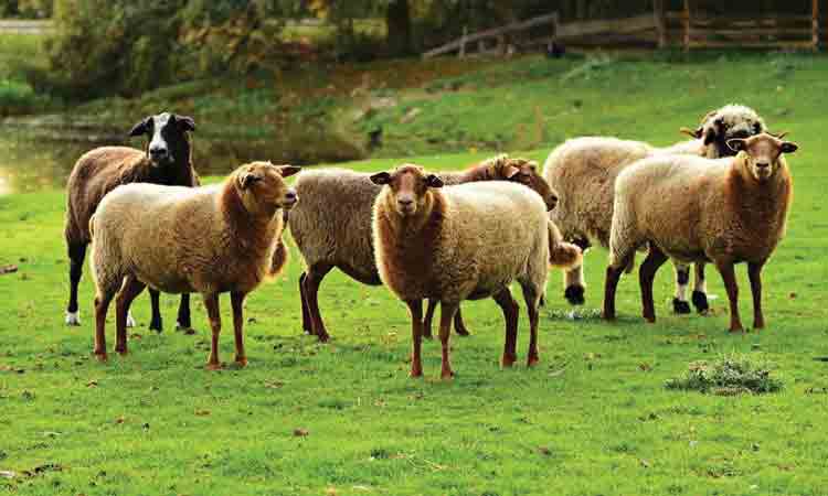 జలగల గండం!