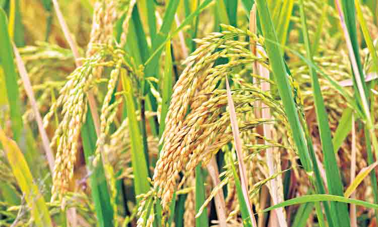 గరిశలు నిండినయి