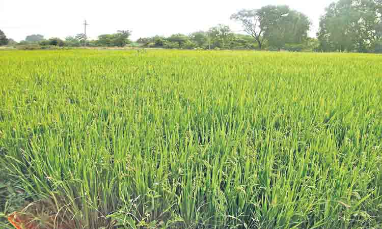 యాసంగి @ 52.88 లక్షల ఎకరాలు