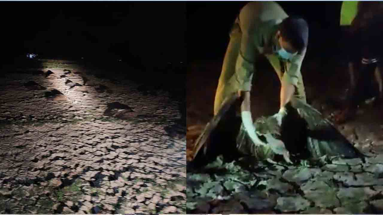 అసోంలో ఒకేసారి 100 రాబందులు మృతి.. ఆ మాంస‌మే కార‌ణ‌మా..?