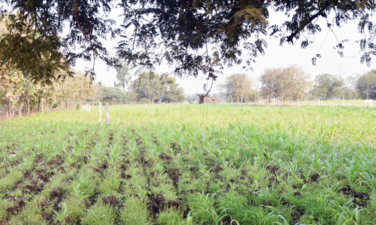 ‘జక్కలొద్ది’ దుమారం