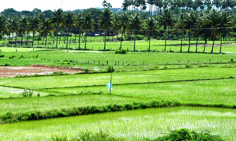 వడ్లు కొనాలె.. క్షమాపణ చెప్పాలె..!
