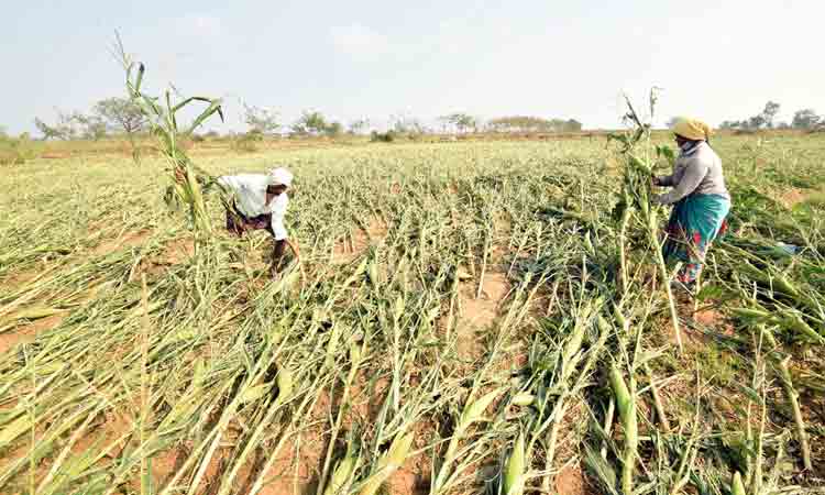 వడగండ్ల బాధితులకు సర్కారు భరోసా