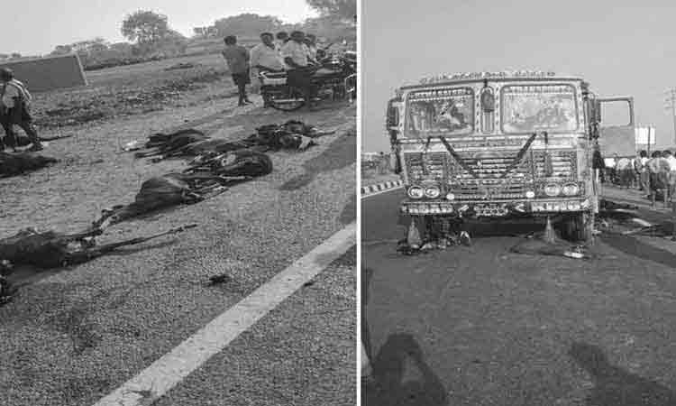 కర్నూలులో రోడ్డు ప్రమాదం, 20 గొర్రెలు మృతి