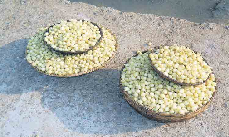 అడవే ఆధారం