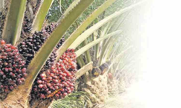 పెట్టుబడిలేని గిట్టుబాటు