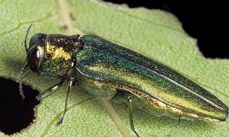 అమెరికాలో చీడ పురుగు బెడద