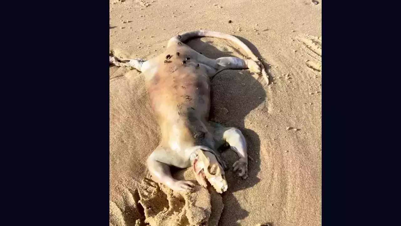 బీచ్‌లో వింత‌జీవి.. ఏలియ‌న్ అని ప్ర‌చారం.. చివ‌రికి వీడిన మిస్ట‌రీ..