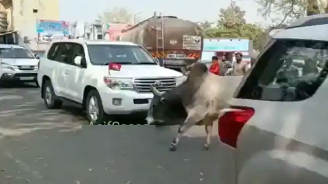 అఖిలేశ్ కాన్వాయ్‌లోకి ఎద్దు స‌డెన్ ఎంట్రీ… వైర‌ల్ అవుతున్న వీడియో