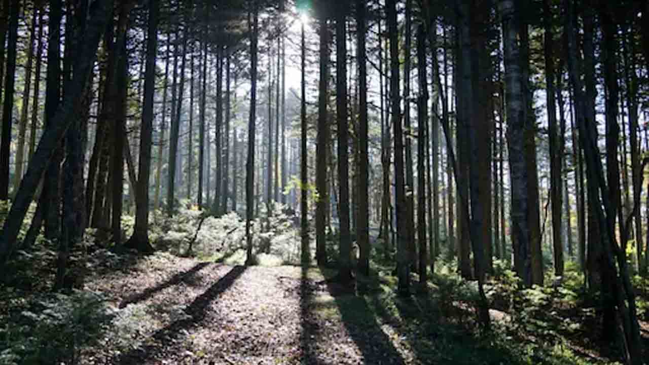 అడ‌విలో త‌ప్పిపోయిన ఇద్ద‌రు పిల్ల‌లు.. నెల రోజుల త‌ర్వాత ఏ ప‌రిస్థితిలో క‌నిపించారో తెలుసా?