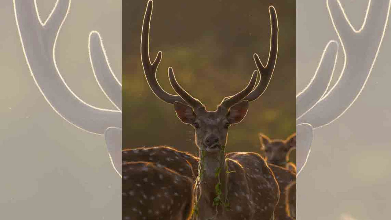 తెలంగాణ‌కు హ‌రిత‌హారం ఎఫెక్ట్‌.. పెరిగిన వృక్ష‌, జంతు సంప‌ద‌.. ఫోటోలు