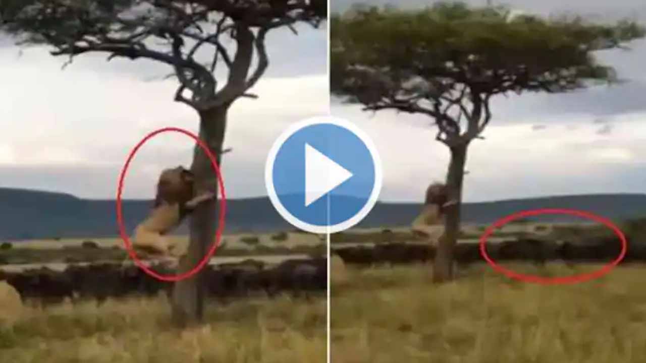 VIRAL VIDEO: బ‌ర్రెలకు భ‌య‌ప‌డి చెట్టెక్కిన సింహం..!!