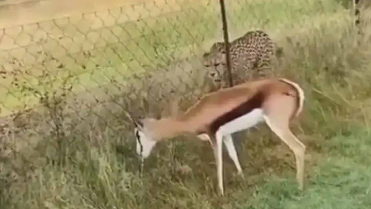 Viral video: క‌ళ్ల‌ముందు జింక ఉన్నా వేటాడ‌ని చిరుత‌!! ఎందుకంటే?