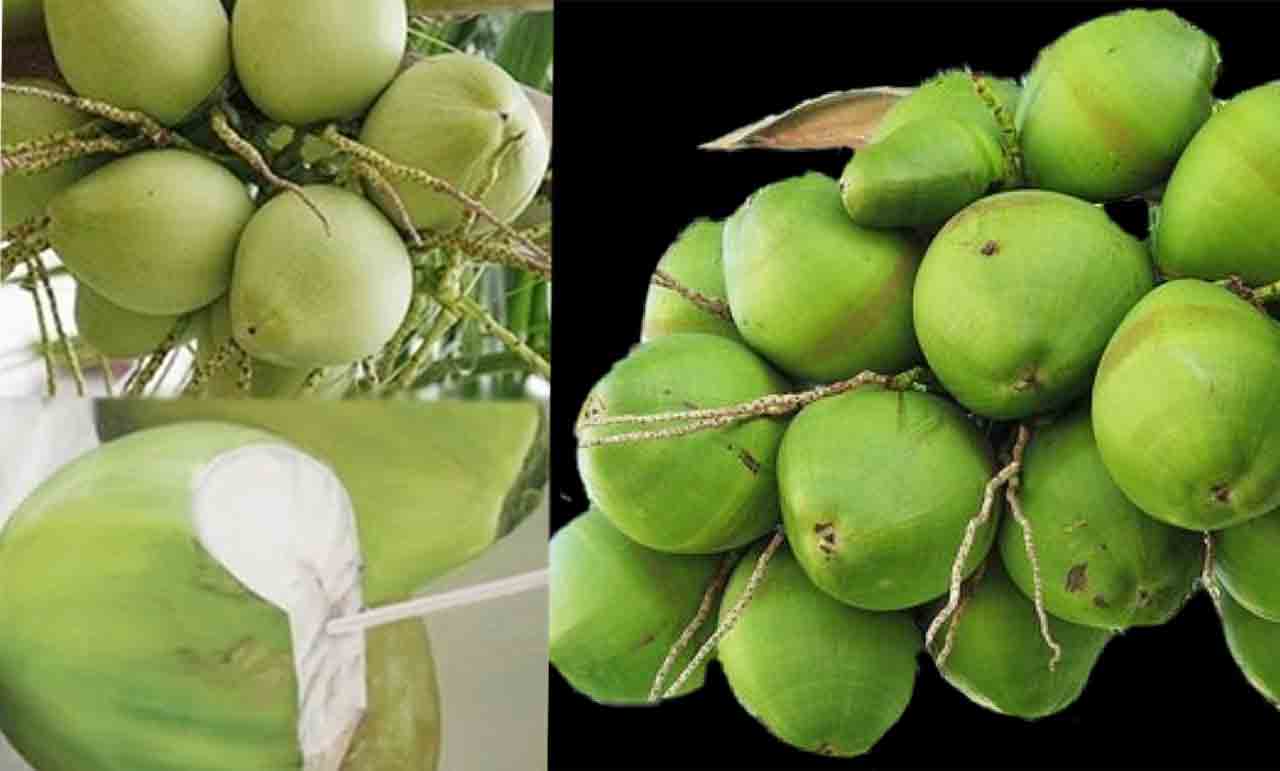 Summer Special… కొబ్బరినీళ్లే కానీ.. లాభాలెన్నో!