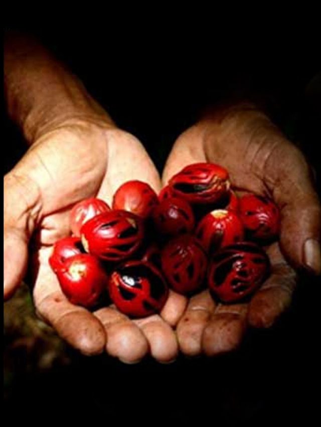 నోటి నుంచి దుర్వాస‌న వ‌స్తుందా? ఈ కాయ‌ను ట్రై చేయండి