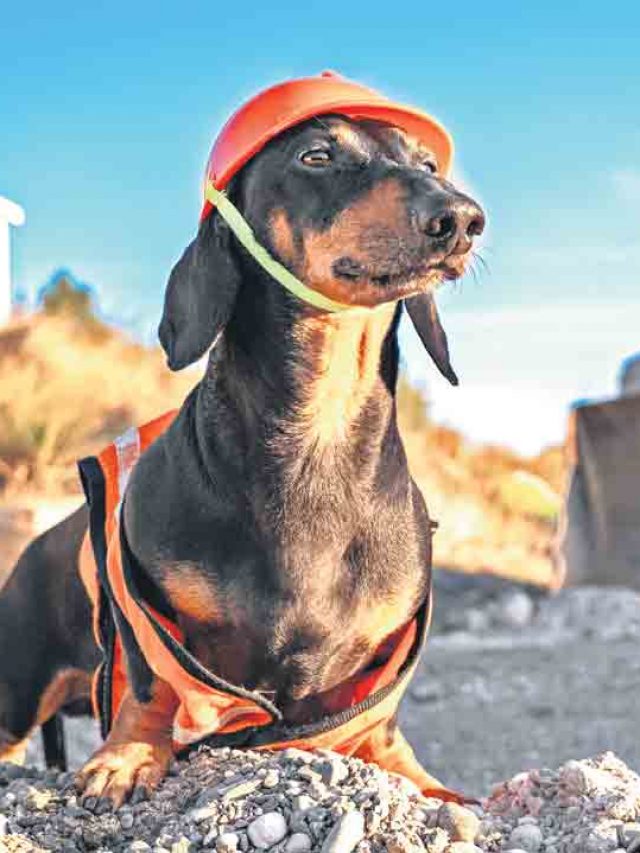 న‌యా ట్రెండ్‌.. శున‌కాల‌కూ  ఫొటోషూట్‌