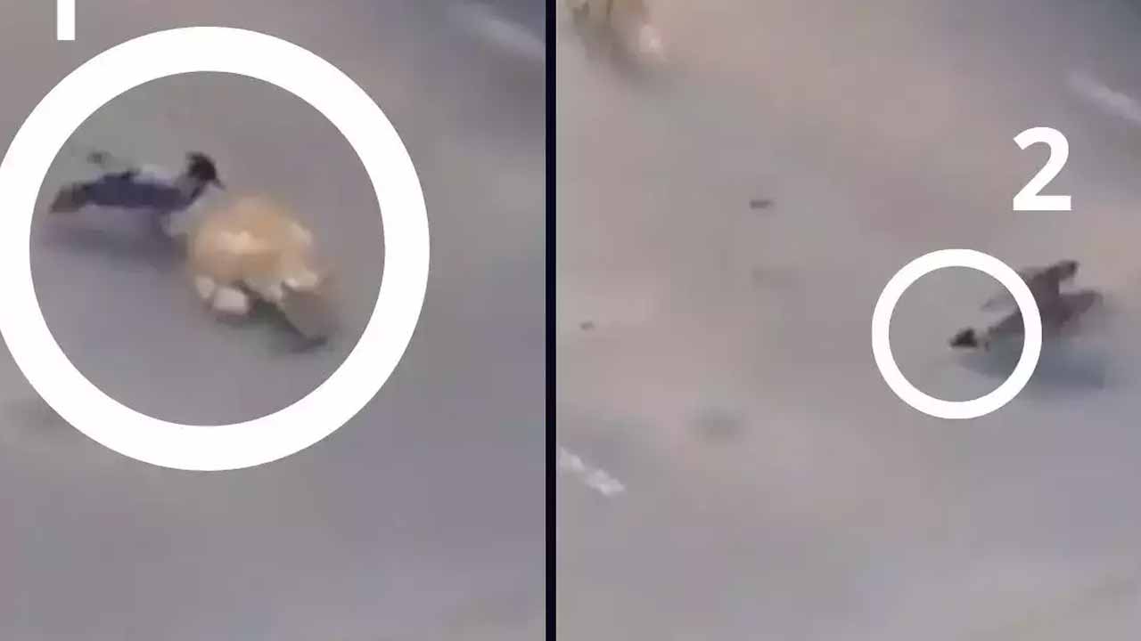 Viral video: ఈ కాకుల‌ను చూసి నేర్చుకోండి..నెటిజ‌న్ల‌కు ఆనంద్‌మ‌హీంద్ర సూచ‌న‌