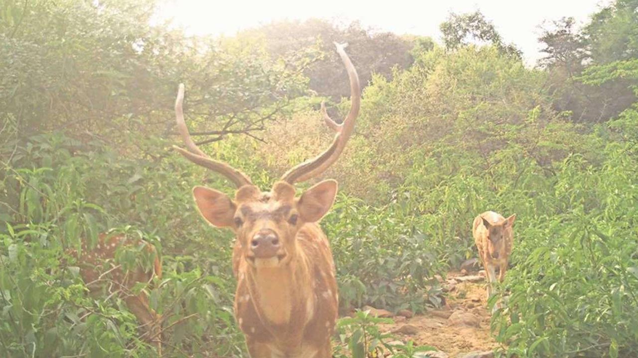 ఐఐటీ మ‌ద్రాస్‌లో నాలుగు జింకలు మృతి.. ఆ అంటువ్యాధే కార‌ణం..విద్యార్థుల‌కు సోక‌కుండా అప్ర‌మ‌త్తం!!